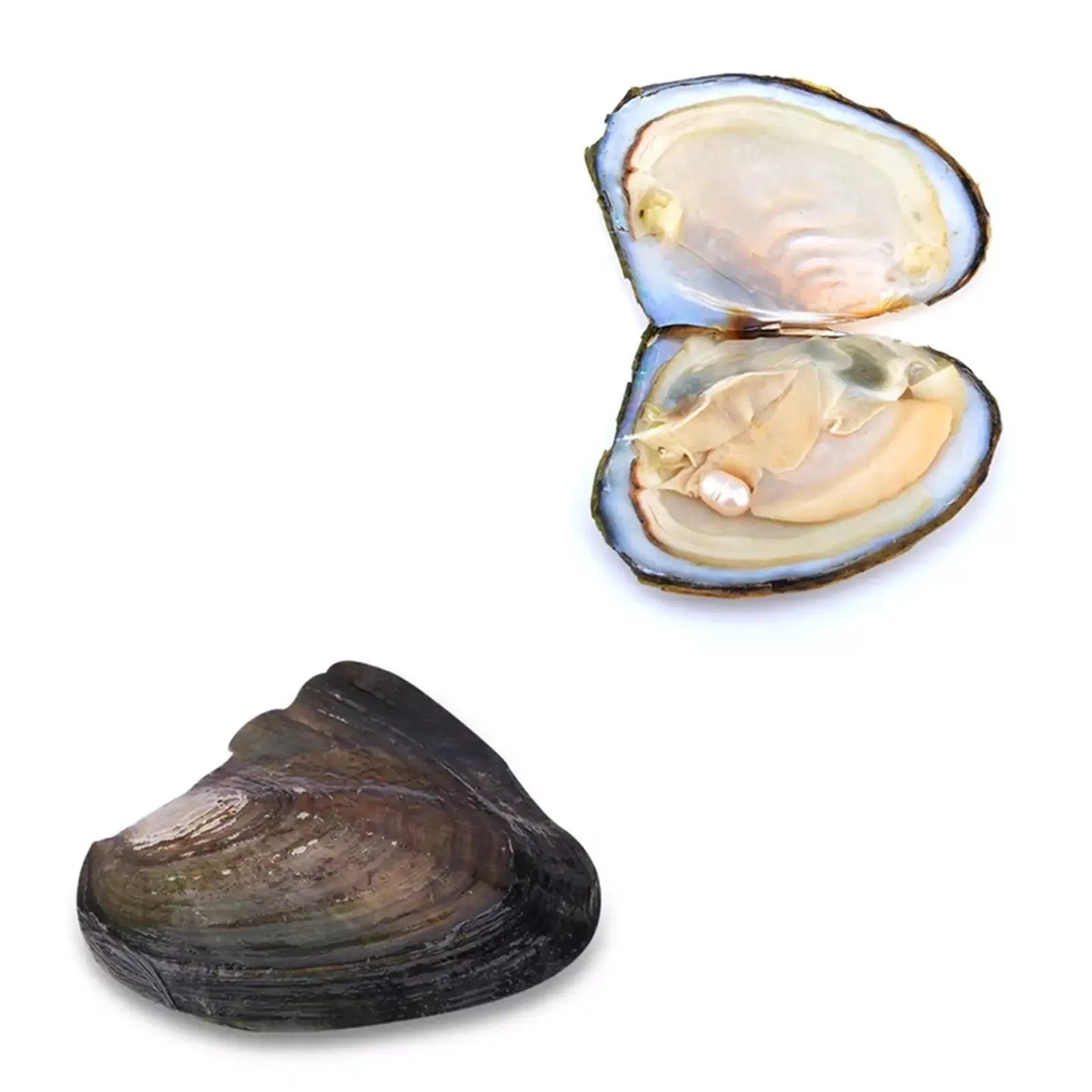 wish pearl necklace kit,

real pearl necklace gift,

oyster pearl necklace set,

spiritual jewellery gift,

luck and energy necklace,

manifestation jewellery,

positive energy necklace,

pearl pendant blind box,

freshwater pearl necklace,

unique jewellery gift for her,

prosperity charm necklace,

emotional gift for women,

energy and luck amuleto,

meaningful jewellery gift,

the wish pearl experience